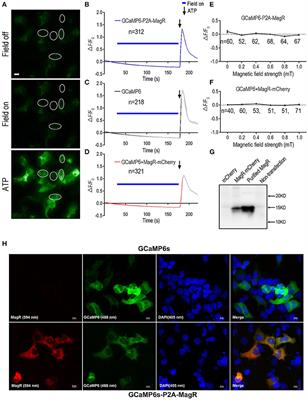 MagR Alone Is Insufficient to Confer Cellular Calcium Responses to Magnetic Stimulation
